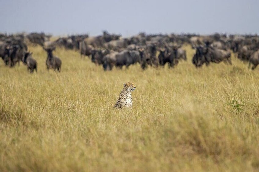 Maasai Mara