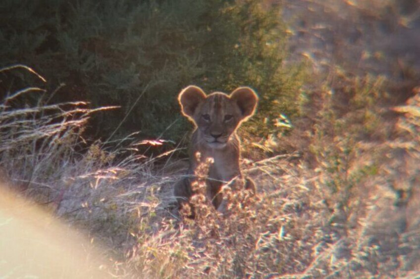 A cub resting away from the hot afternoon sun