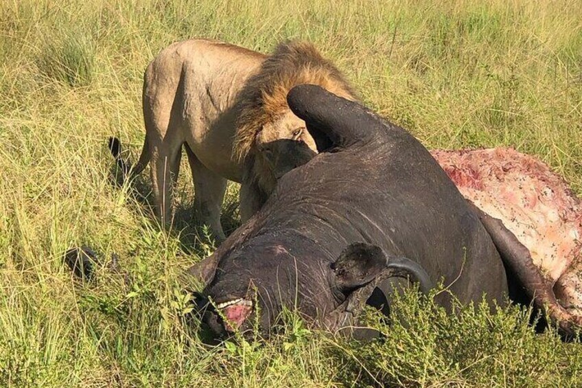 A lion feeding on a buffalo