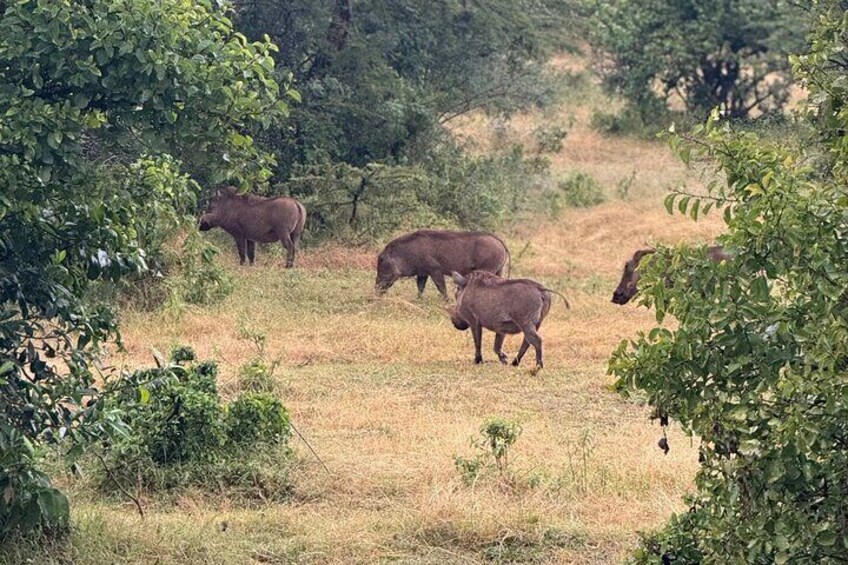 Warthogs in Mara