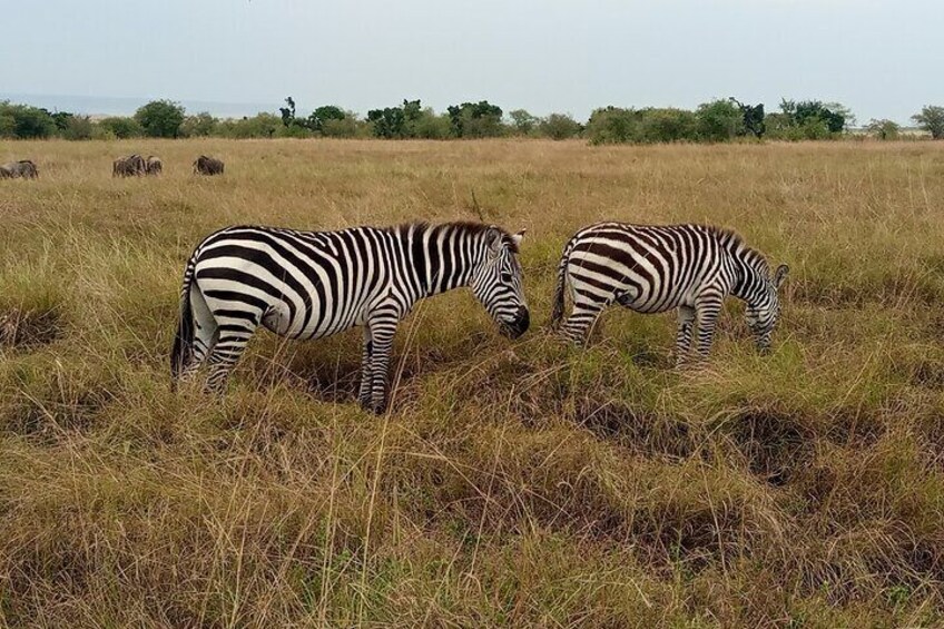 Mountain Zebras in Mara