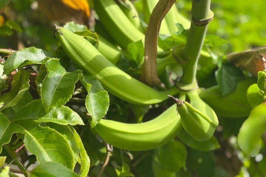 Caribbean Culinary Adventure