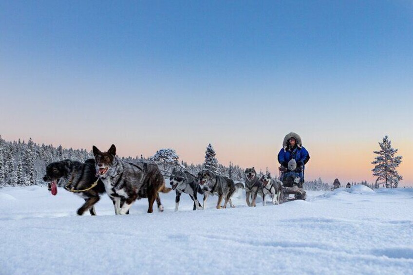 Beautiful powerful huskies in Lapland