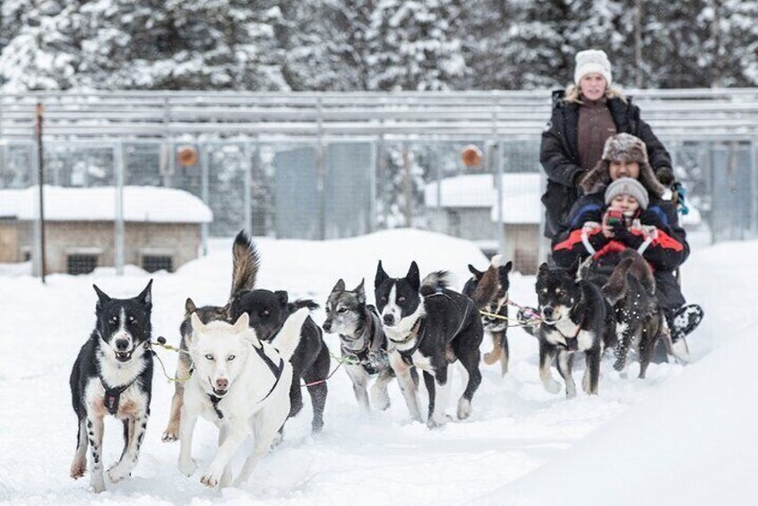 Exhilarating Kiruna Dogsledding