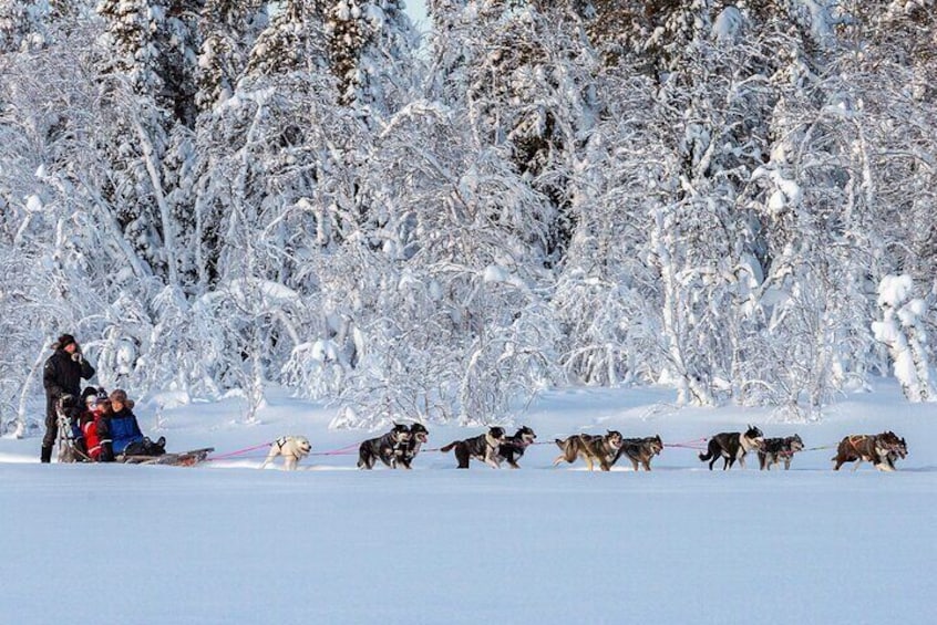 Dogsledding in Magical Lapland, Don't miss