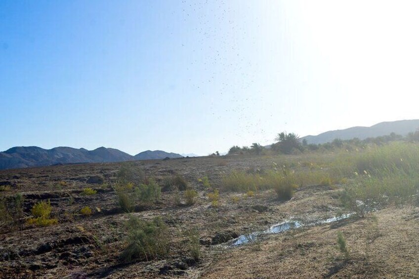Desert Adventure and Hurghada Oasis with Pickup and Lunch