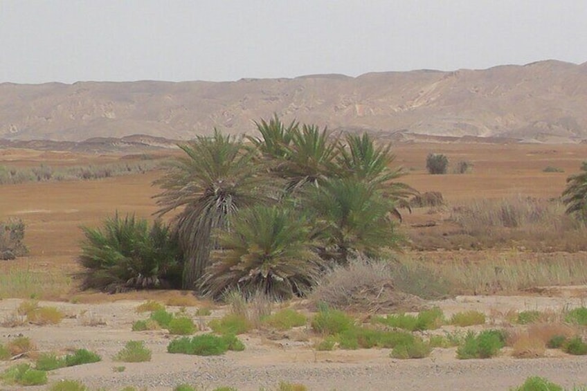 Desert Adventure and Hurghada Oasis with Pickup and Lunch