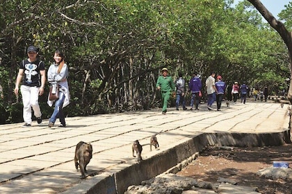 Monkey Island and Mangrove Forest Eco Tour from Ho Chi Minh