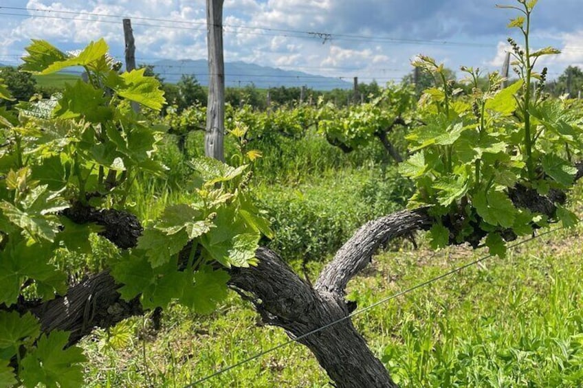 Professional Bulgarian Wine Tasting With Expert Sommelier 