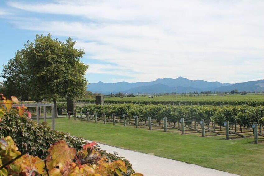 Marlborough Private Wine Tasting Tour