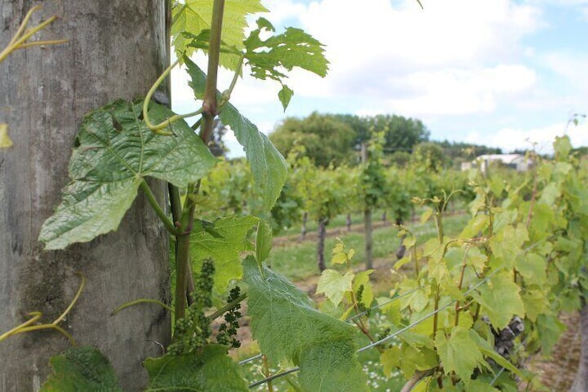 Marlborough Private Wine Tasting Tour