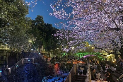 Tokyo Sakura Cherry Blossom Viewing w/Sake Tasting Hanami Bento