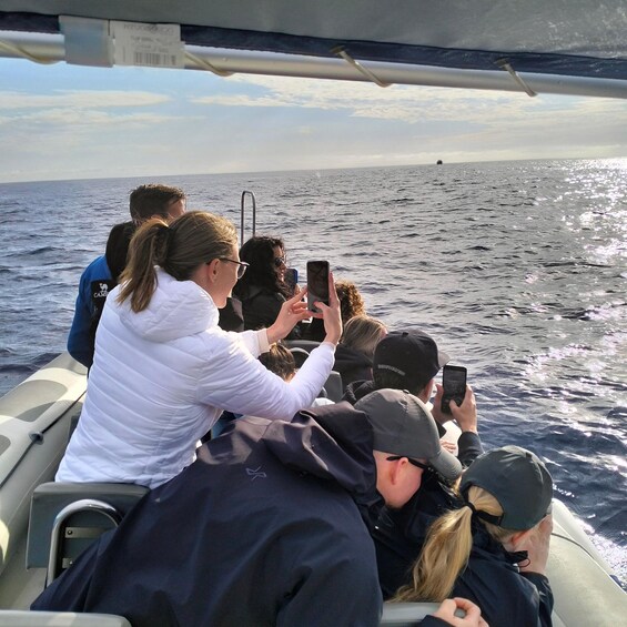 Picture 9 for Activity Can Picafort or Alcudia: Private boat dolphin watching