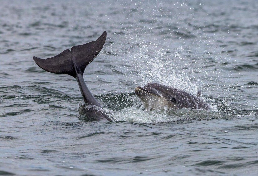 Picture 14 for Activity Can Picafort or Alcudia: Private boat dolphin watching