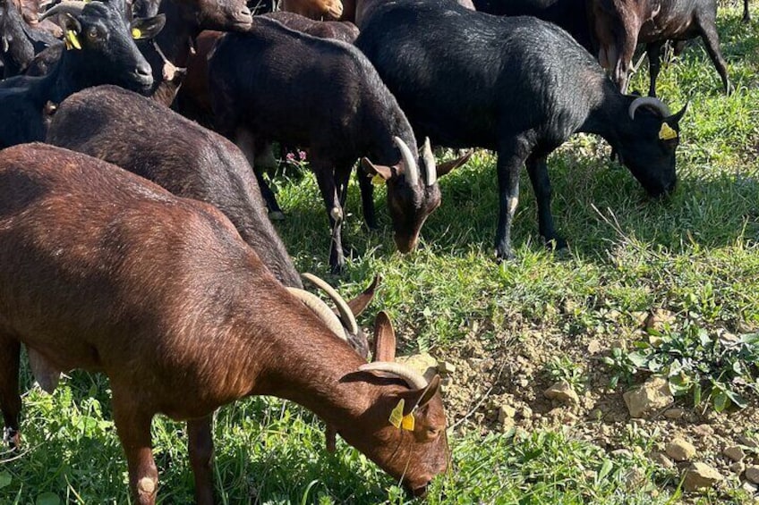 Cheese tourism at the foot of El Torcal