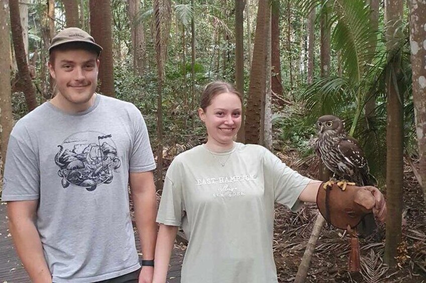 Buderim Forest Flight Owl Encounter and Tour