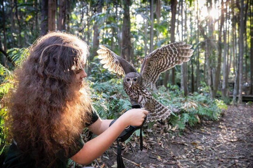 Buderim Forest Flight Owl Encounter and Tour