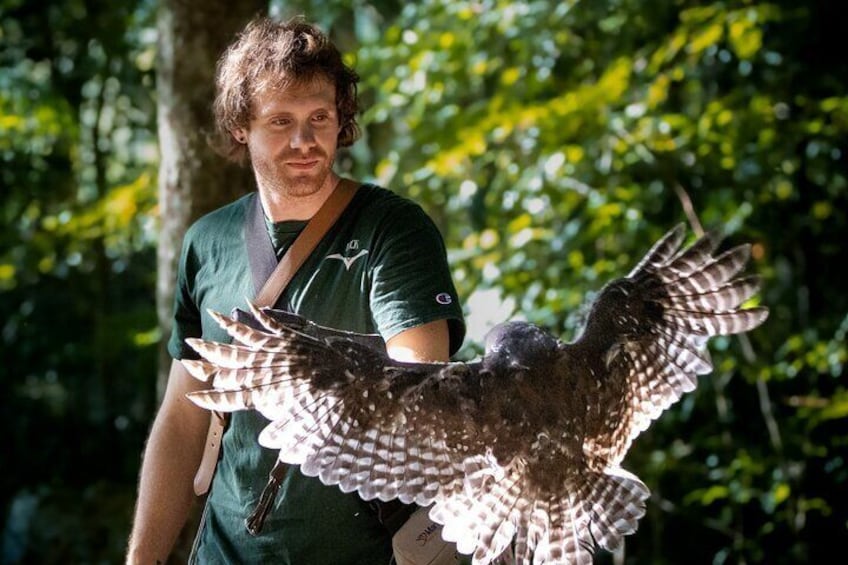 Buderim Forest Flight Owl Encounter and Tour