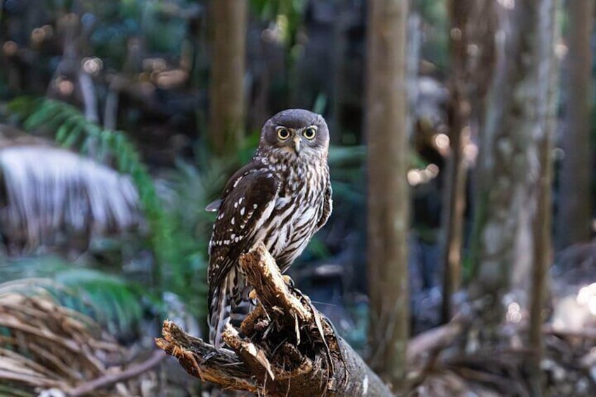 Buderim Forest Flight Owl Encounter and Tour