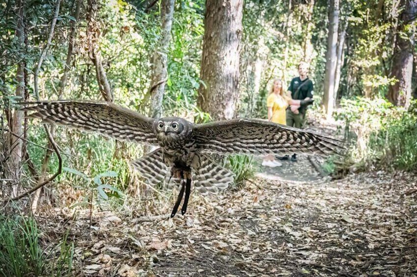 Buderim Forest Flight Owl Encounter and Tour