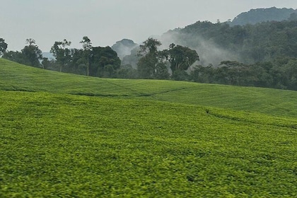 Nyungwe National Park Private Tour