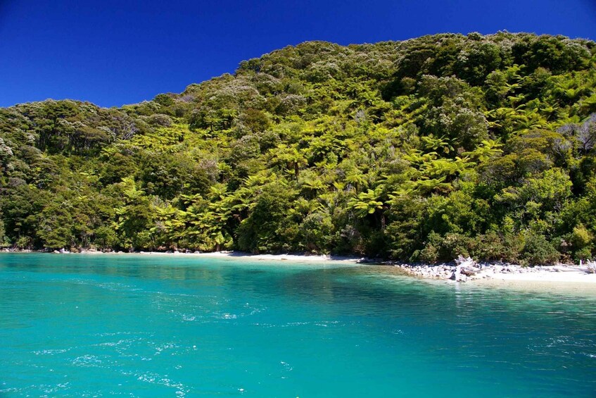 Picture 6 for Activity Abel Tasman National Park Scenic Cruise