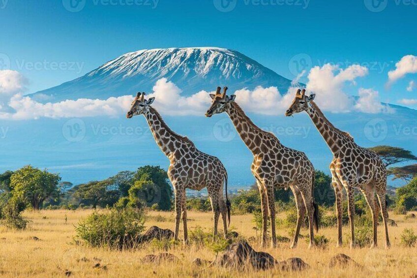 3 Days 2 Nights Joining Tour to Amboseli National Park