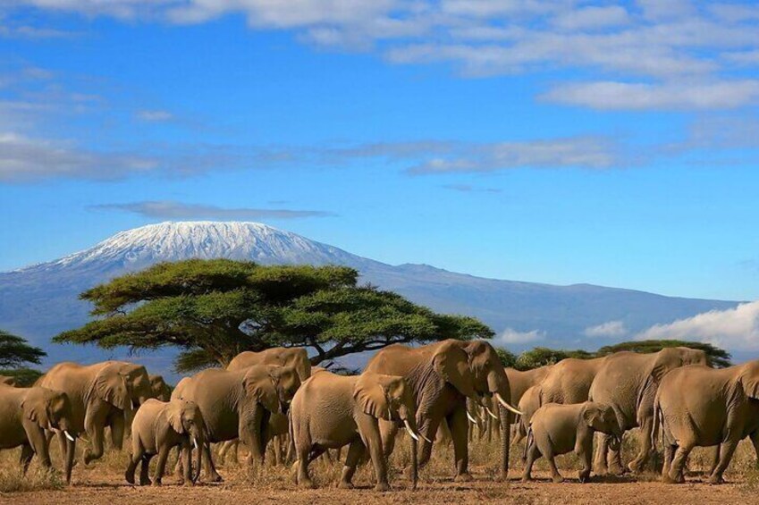 3 Days 2 Nights Joining Tour to Amboseli National Park
