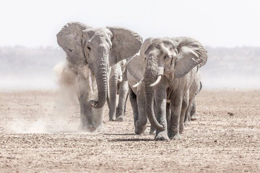 3 Days 2 Nights Joining Tour to Amboseli National Park