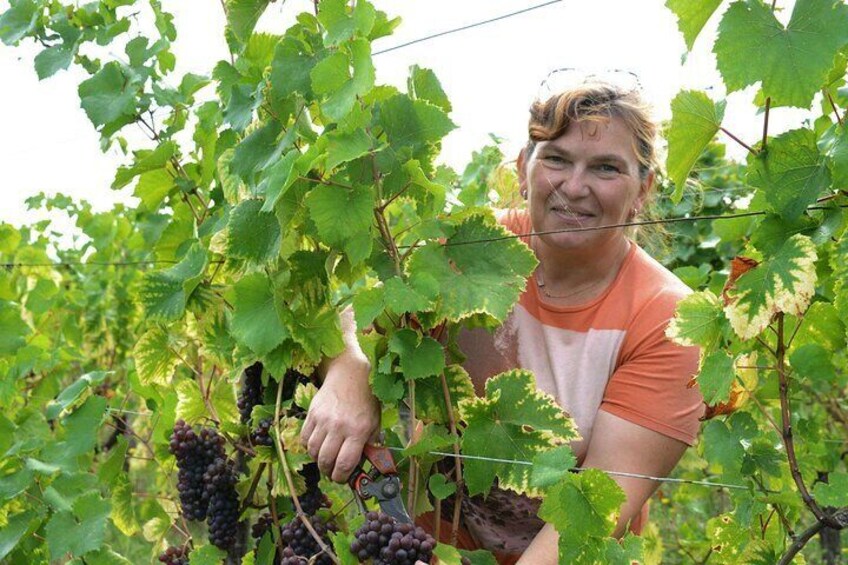 Dare Alsace wine to the feminine