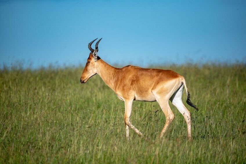 Magical and Unforgettable Kenya and Tanzania Combo Experience