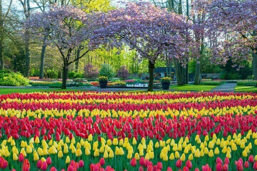 Stunning Keukenhof Gardens and Delft City Tour from Amsterdam