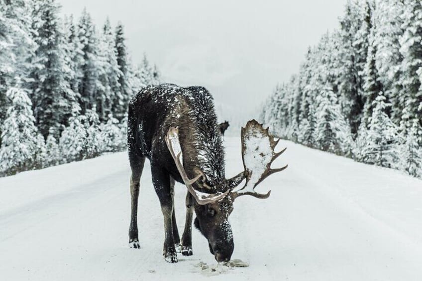 Banff, Lake Louise & Johnston Canyon | Winter Wonderland Tour