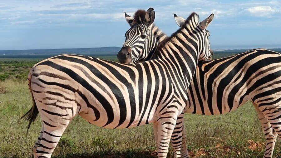 Addo Elephant National Park and Quad Biking Combo