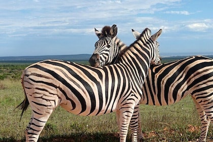 Addo Elephant National Park and Quad Biking Combo
