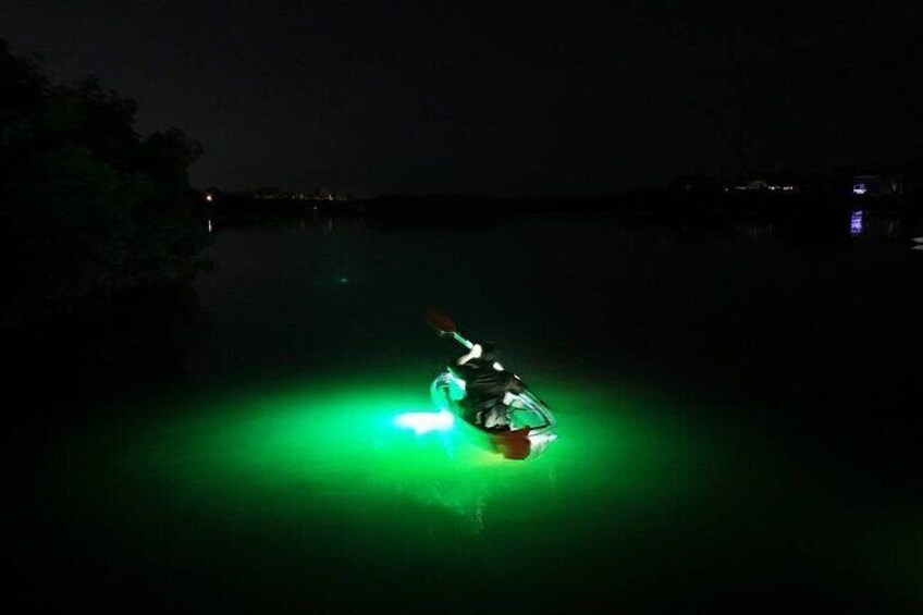 Sharkey's Clear Kayak Fish Feeding LED Night Tours Palm Harbor