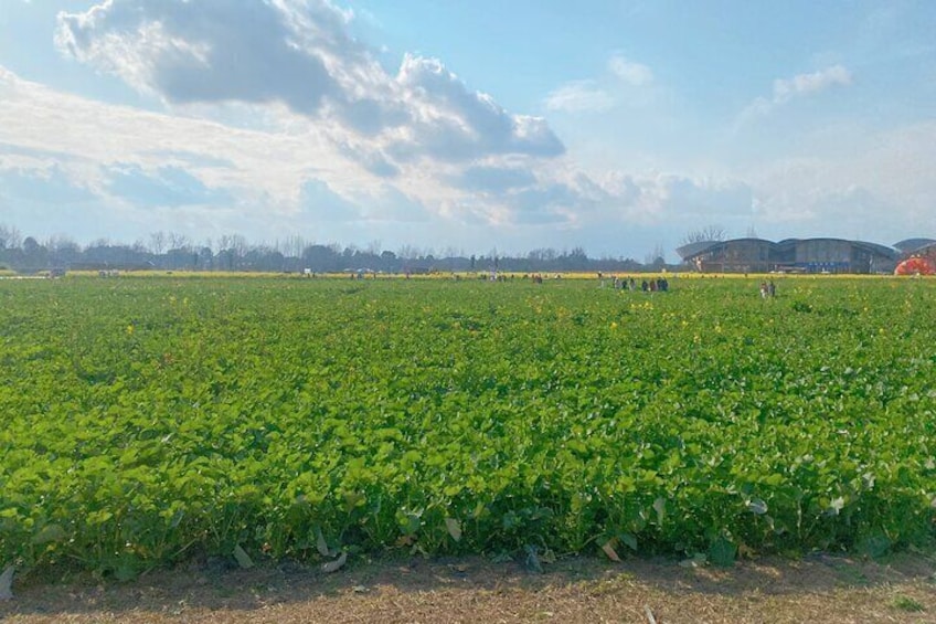 Seasonal Chengdu Half-Day Canola Flower and Hotpot Experience