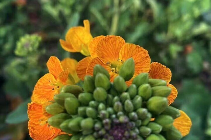 Seasonal Chengdu Half-Day Canola Flower and Hotpot Experience