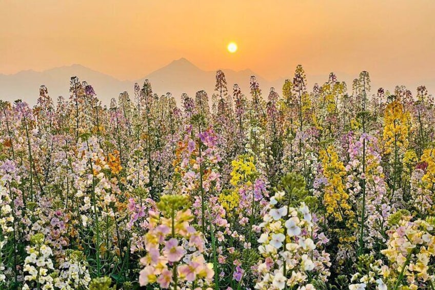 Seasonal Chengdu Half-Day Canola Flower and Hotpot Experience