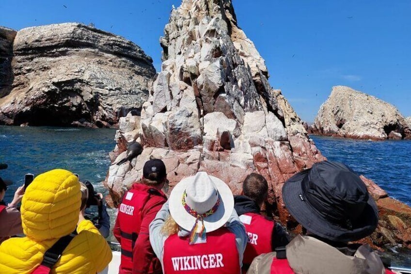 Paracas: Ballestas Islands tour all Inclusive