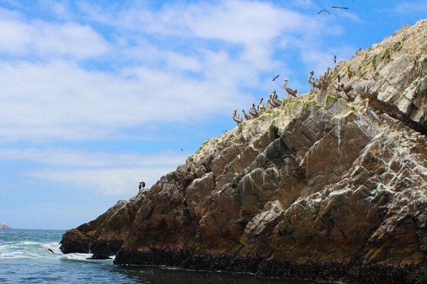 Paracas: Ballestas Islands tour all Inclusive