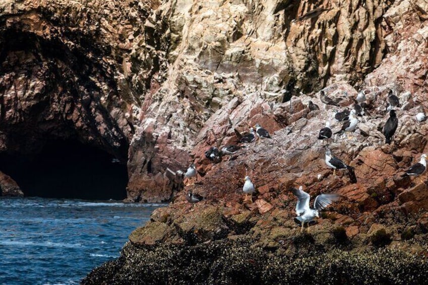 Paracas: Ballestas Islands tour all Inclusive