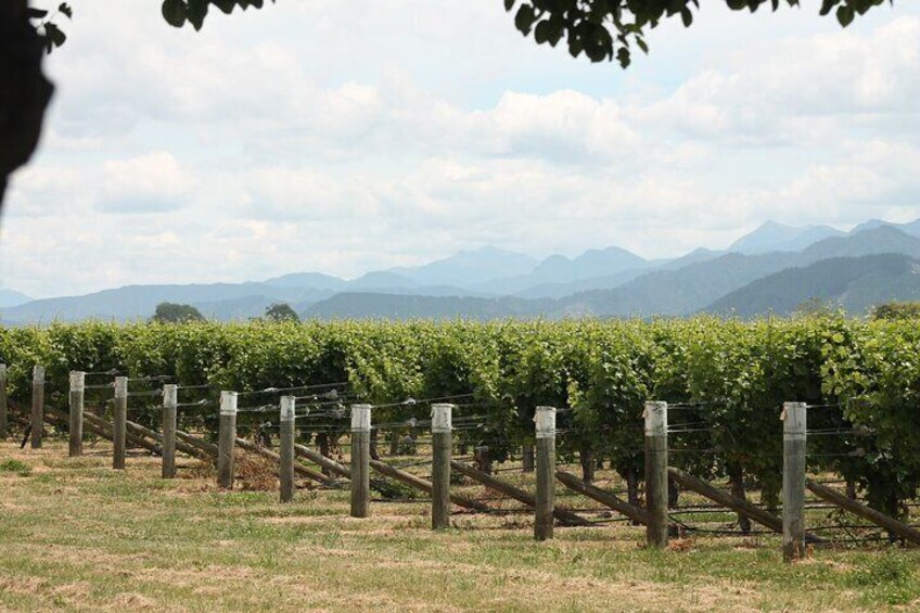 Picton & Blenheim Scenic Tour