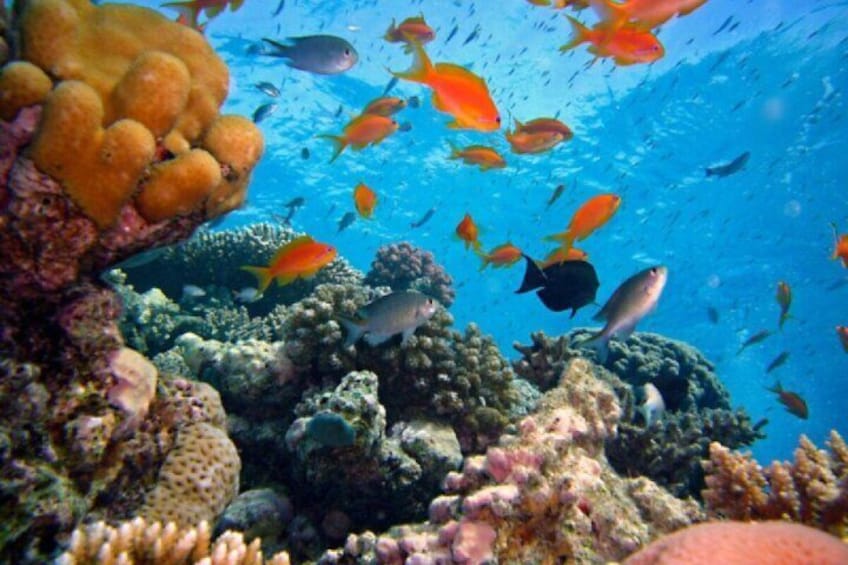 Explore Bali’s Amed Reefs Fully Inclusive Snorkeling Day Tour