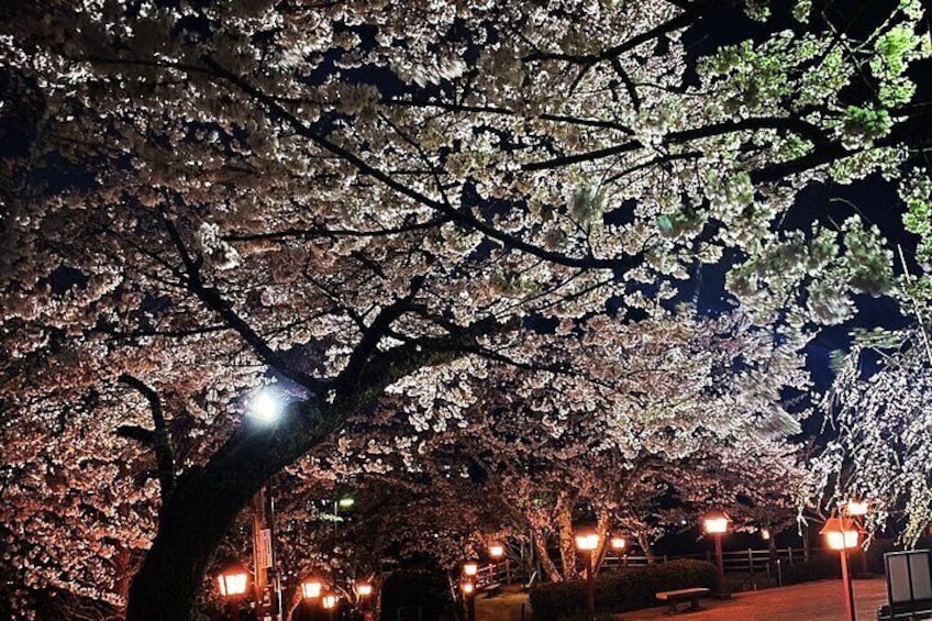 Private Night walk Tour at the foot of Mt. Fuji