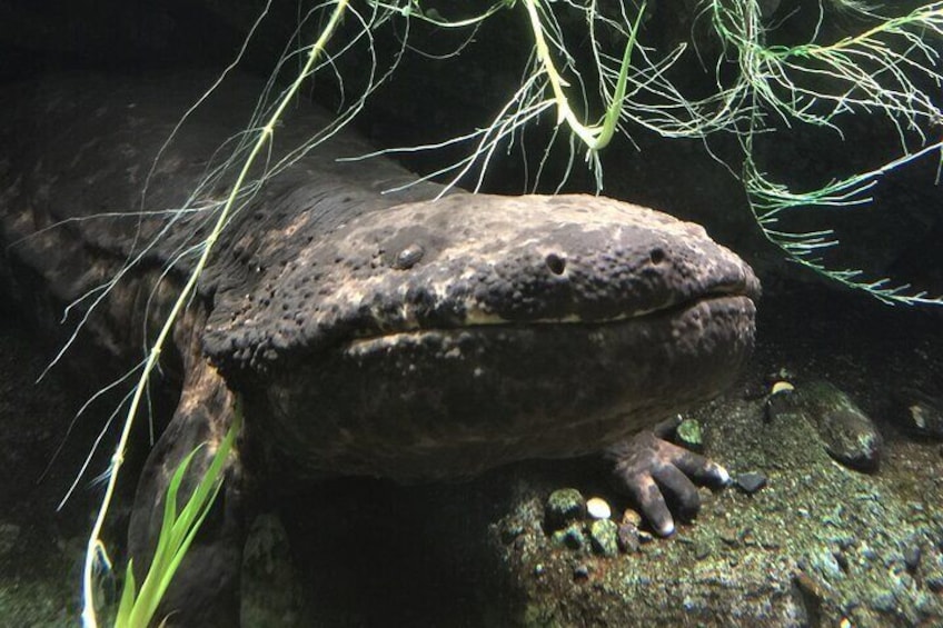 Soni Highlands Eco Adventure and Giant Salamanders From Nagoya