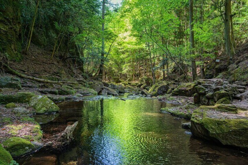 Soni Highlands Eco Adventure and Giant Salamanders From Nagoya 
