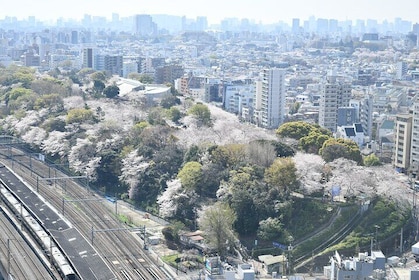 Tokyo Sakura Cherry Blossom Viewing w/One Sake Hanami Bento