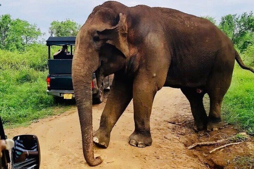 Minneriya National Park Jeep Safari from Trincomalee