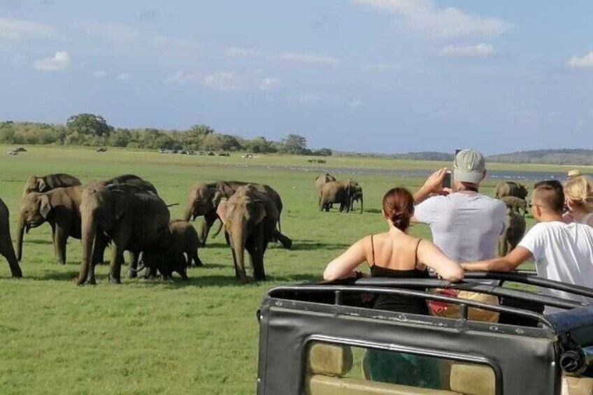 Minneriya National Park Jeep Safari from Trincomalee